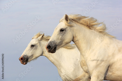 2 chevaux