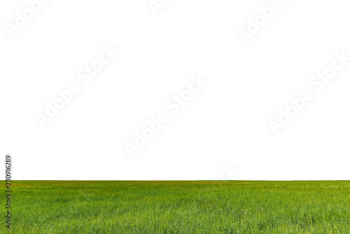 Green field with rye isolated on white background.