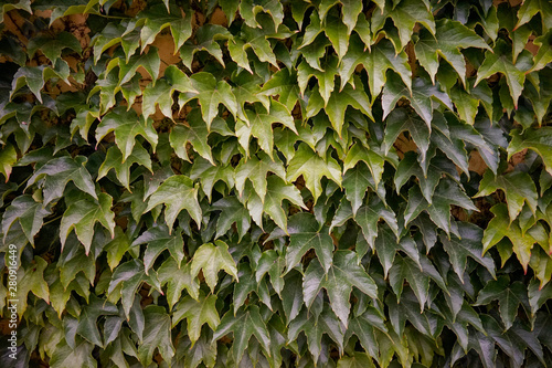 Efeu, Grün, Blätter, Hintergrund, Textur