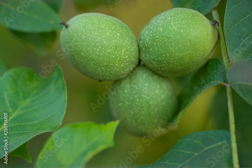 three walnuts with green Leaves