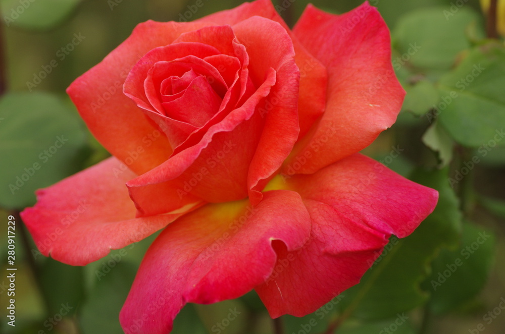 red rose in the garden red rose in the garden