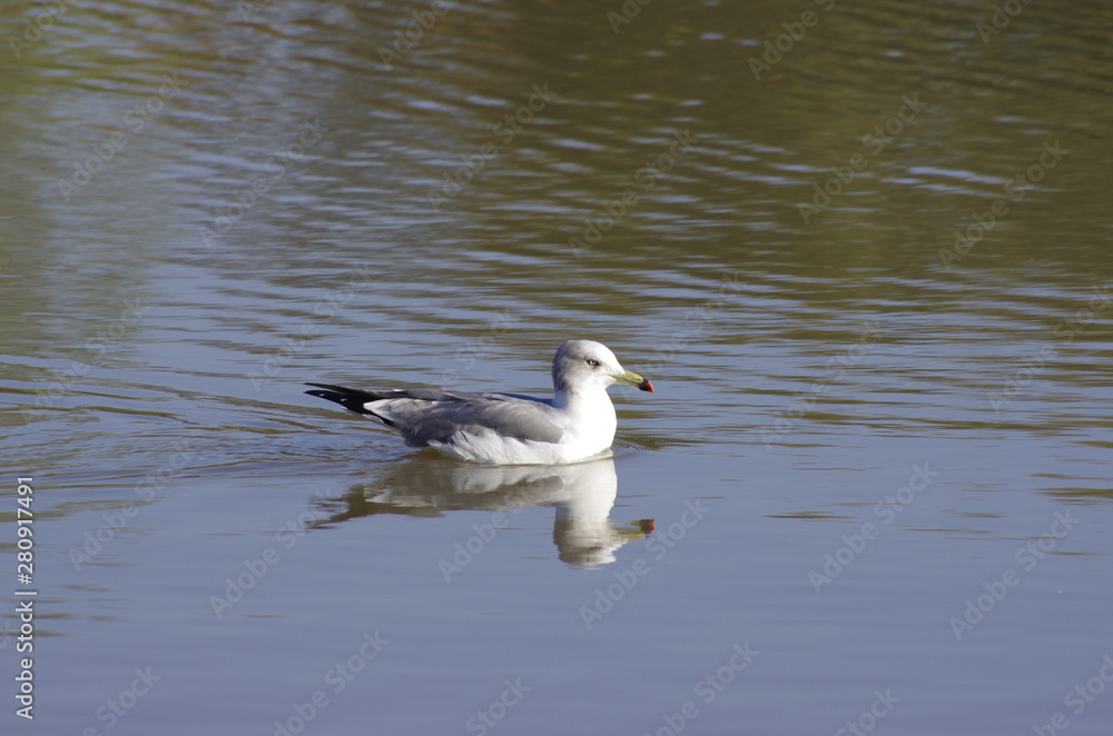 seagull in the water seagull in the water