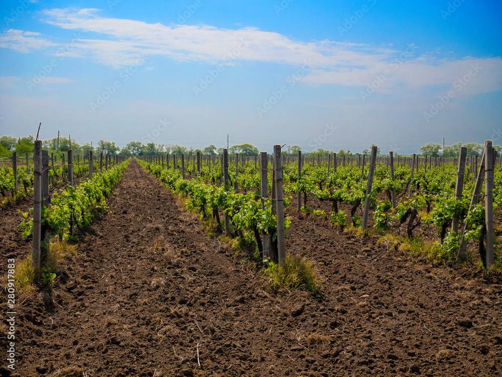 Grape bushes at a farm vineyard Grape bushes at a farm vineyard