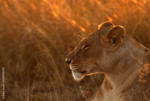 Photography The lionness in the mornnig light, Masai Mara