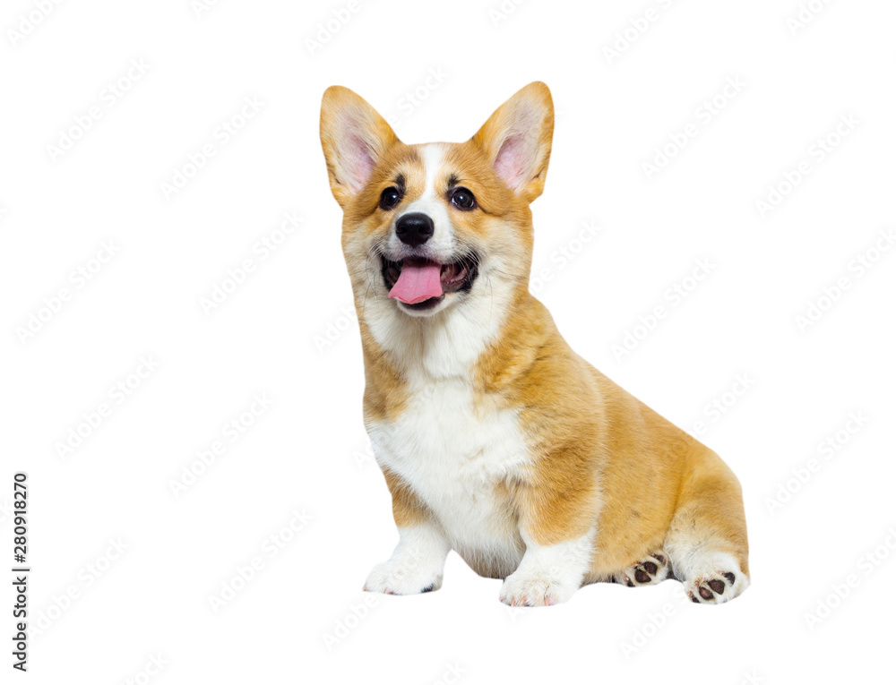 cute welsh corgi puppy smiles