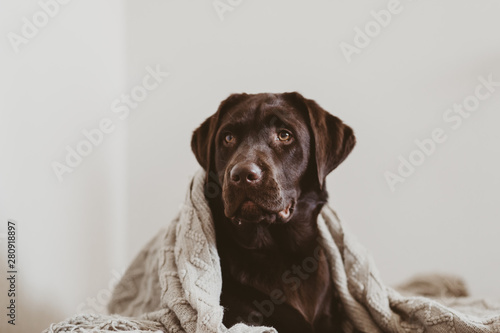 Dog cute portrait. Brown labrador retriever puppy with a blanket on pillow. 