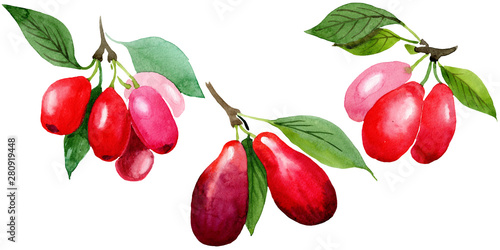 Dogwood red fruit and green leaves. Watercolor background illustration set. Isolated cornus mas illustration element. photo
