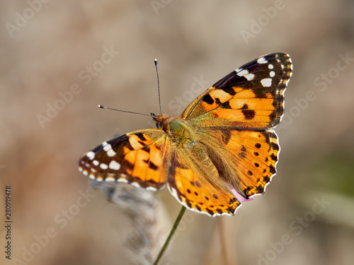 Painted Ladt butterfly (Vanessa cardui) perched on a flower, near Bellus, Spain