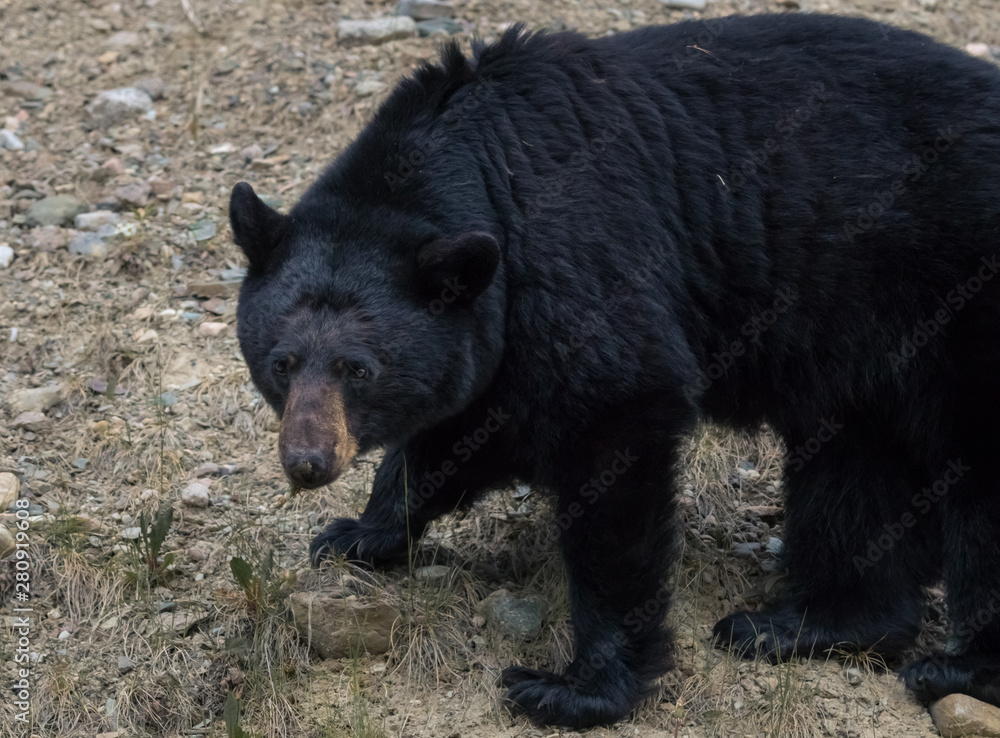 black bear along roadside of banff national park canada black bear along roadside of banff national park canada