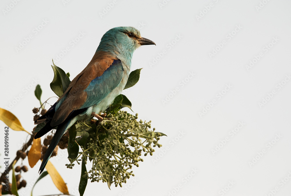 European roller perched on a tree at Hamala, Bahrain European roller perched on a tree at Hamala, Bahrain