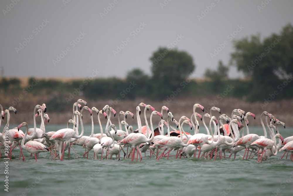 Fototapeta premium Group of flamingos
