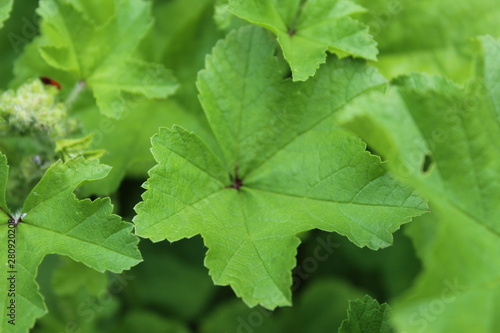 green leaf leaves in spring or summergreen leaf leaves in spring or summer