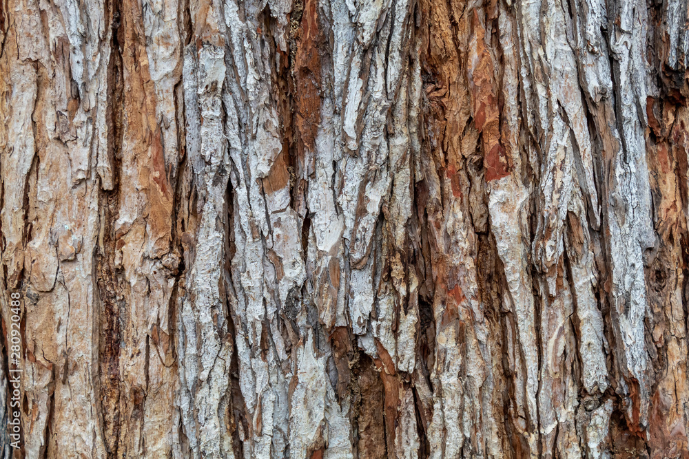 Closeup Tree Bark Texture Background Closeup Tree Bark Texture Background