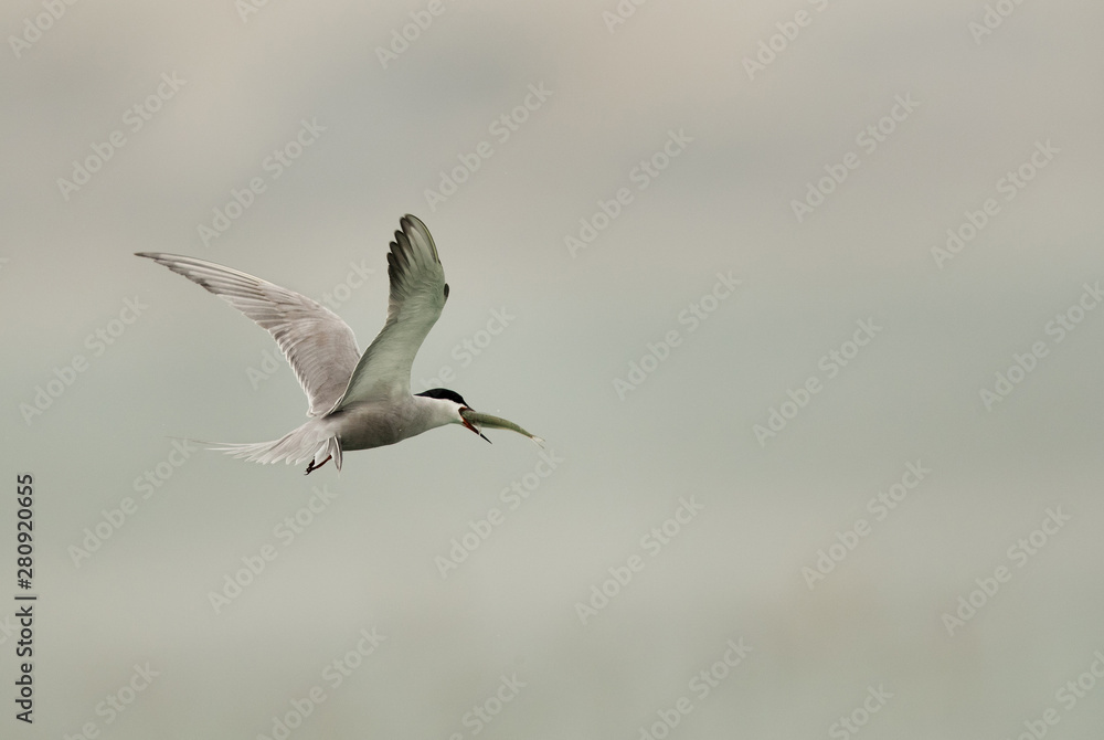 White-cheeked tern with a catch, Bahrain White-cheeked tern with a catch, Bahrain