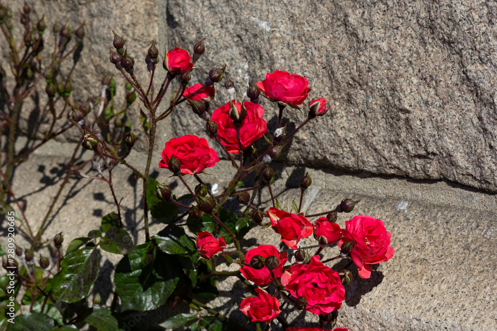 bush of small red roses with bloom flowers on stone background bush of small red roses with bloom flowers on stone background