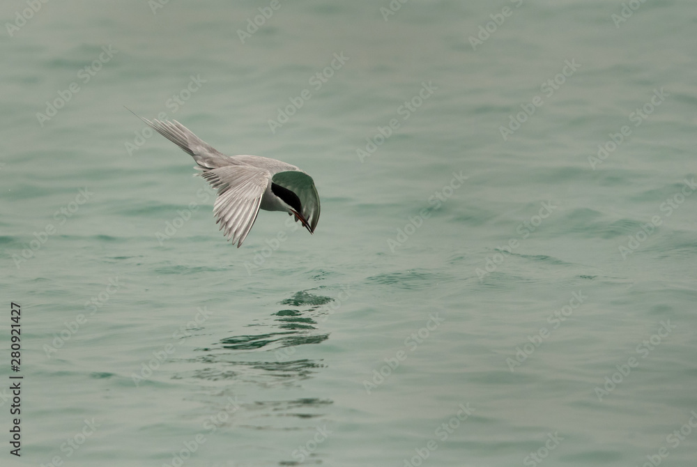Fototapeta premium White-cheeked tern diving, Bahrain 