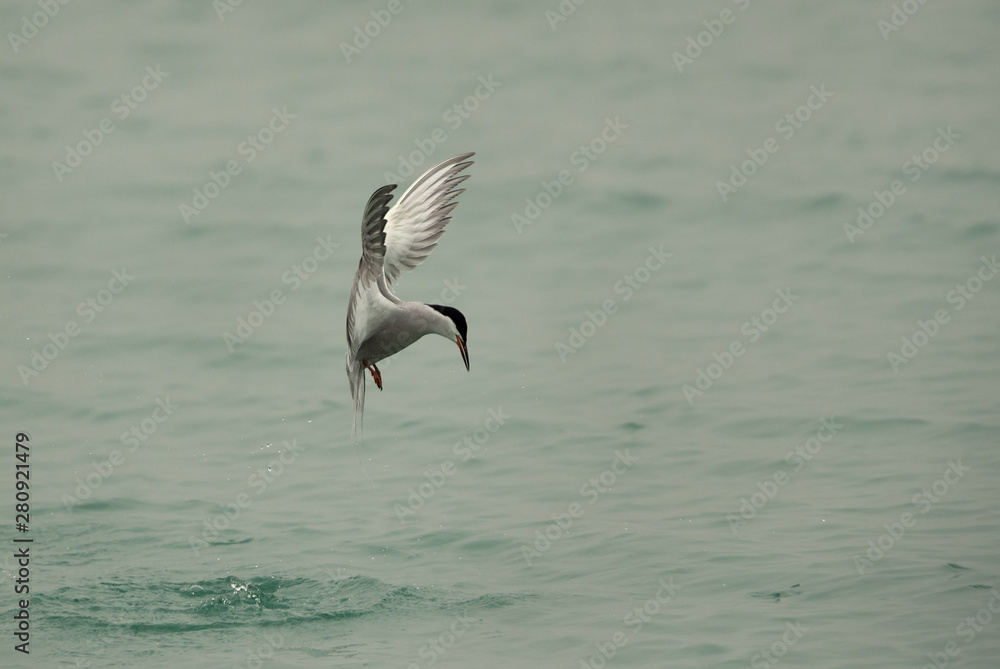 White-cheeked tern diving, Bahrain White-cheeked tern diving, Bahrain