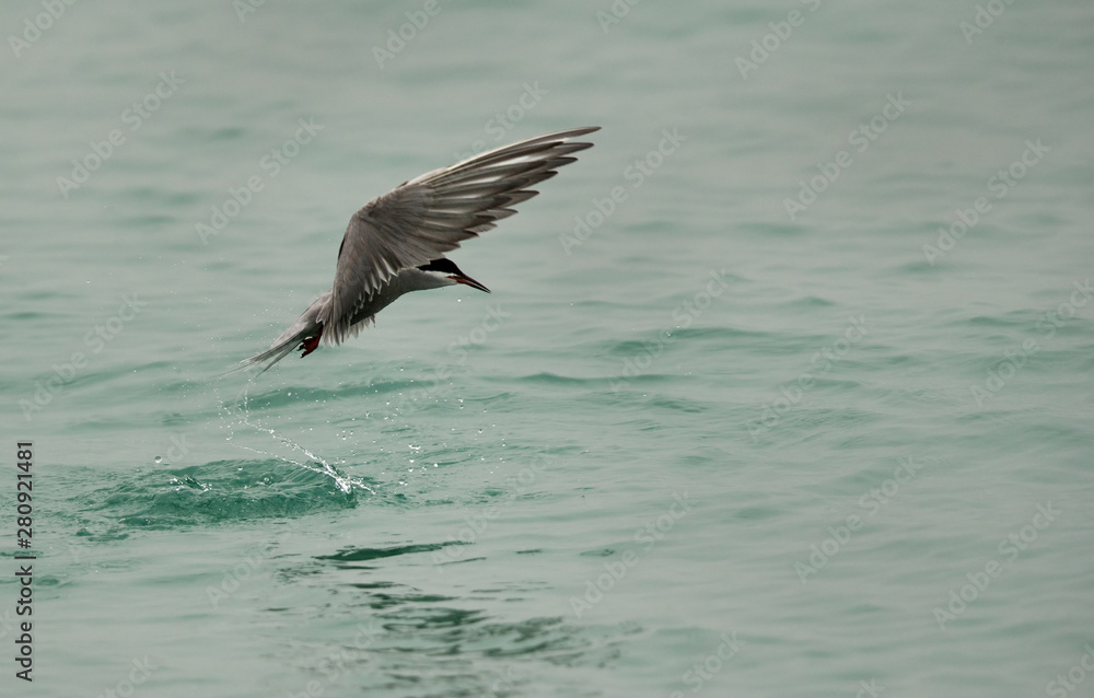 White-cheeked tern diving, Bahrain White-cheeked tern diving, Bahrain