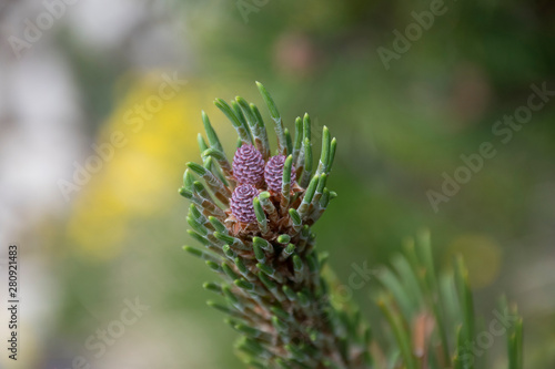 dwarf pine cone bud