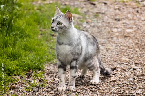 Grey cat in white stripes walks in the yard, graceful gait and looks out for prey