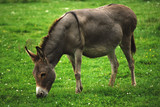 donkey or ass grazing in a meadow this is an animal of the horse family. The scientific name is Equus africanus asinus 