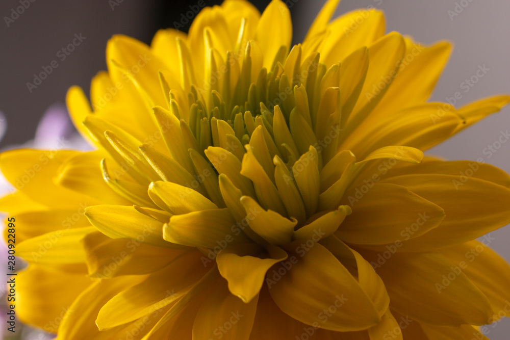 Beautiful yellow flowers, nature background. Rudbeckia close-up. Top view. Beautiful yellow flowers, nature background. Rudbeckia close-up. Top view.