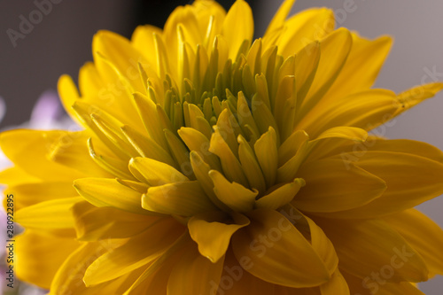 Beautiful yellow flowers, nature background. Rudbeckia close-up. Top view. © Людмила Короткова