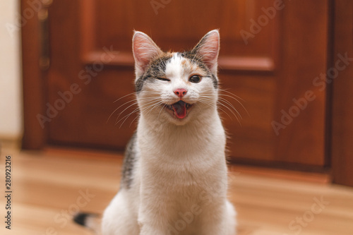 Cute funny kitten with open mouth and a smile winks at the camera