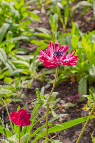 Wallpaper Mural Anemone Admiral Double Flowering, bright magenta flower Torontodigital.ca