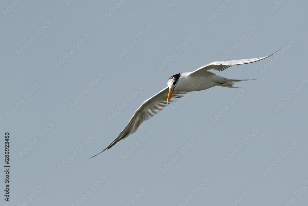 Lesser Crested tern in flight, Bahrain Lesser Crested tern in flight, Bahrain
