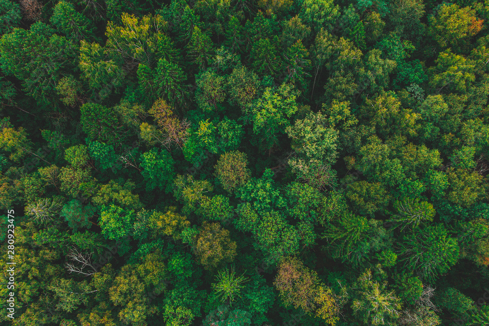 Air view of the beautiful autumn forest. Forest texture top view Air view of the beautiful autumn forest. Forest texture top view