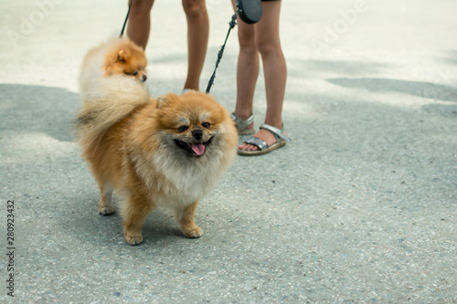 Little Brown Color Pomeranian Dog on a leash