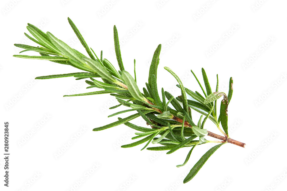 Fototapeta premium fresh raw rosemary on white background
