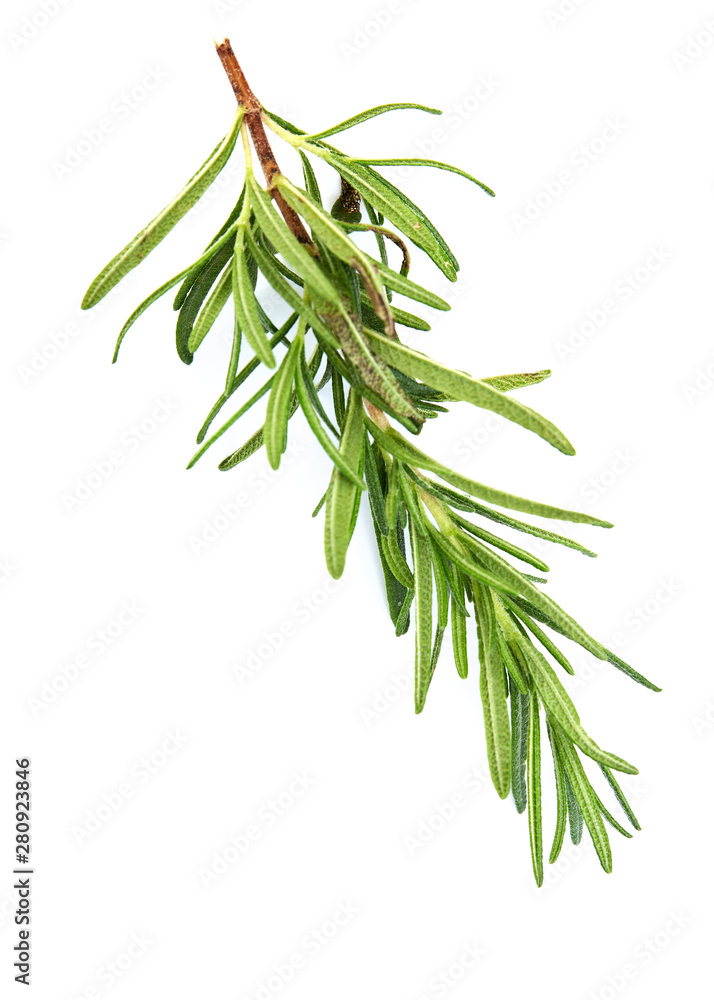Fototapeta premium fresh raw rosemary on white background