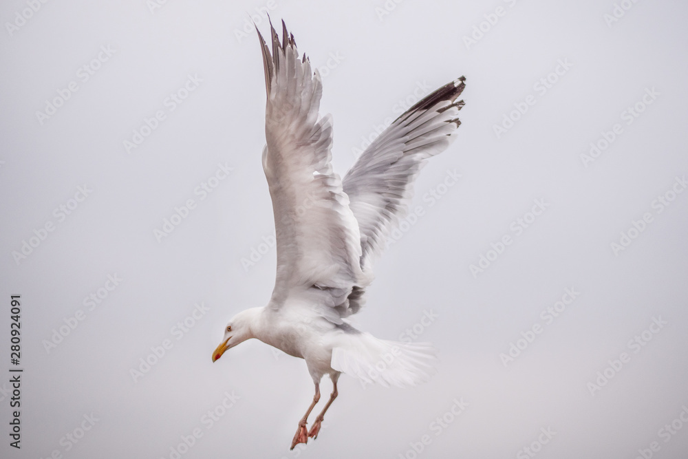 Fototapeta premium flying seagull isolated on white background