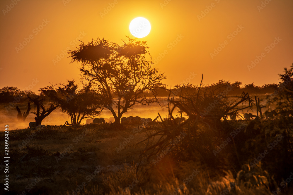Fototapeta premium game safari im etosha nationalpark namibia