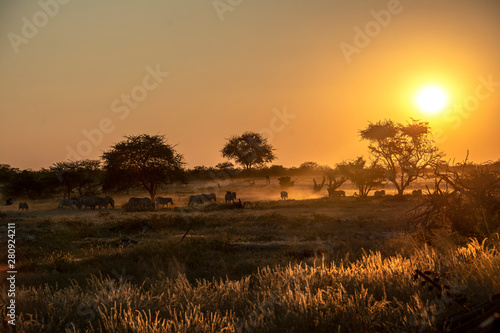 game safari im etosha nationalpark namibia