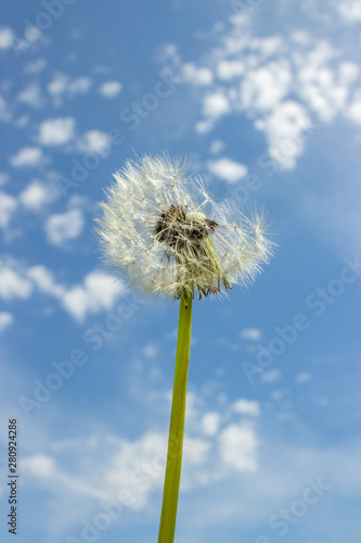Ripe dandelion on the cloudy sky. White air dandelion seeds Taraxacum  partially blown up