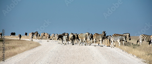 game safari im etosha nationalpark namibia