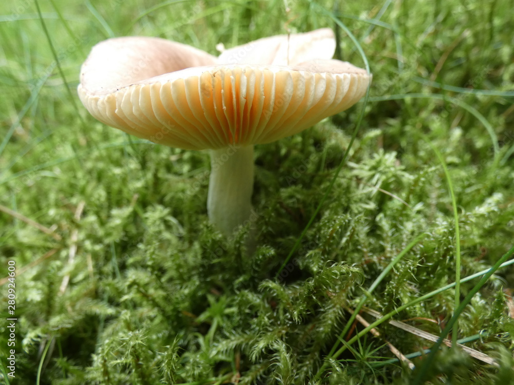mushroom in between green