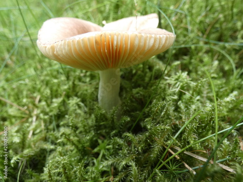 mushroom in between green