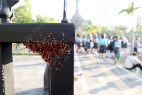 red ant colony hanging on steel fence