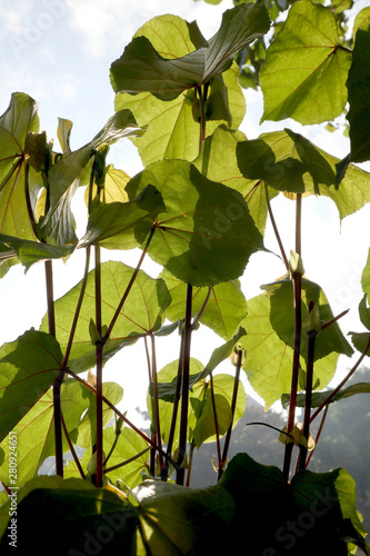 green leaves of tree