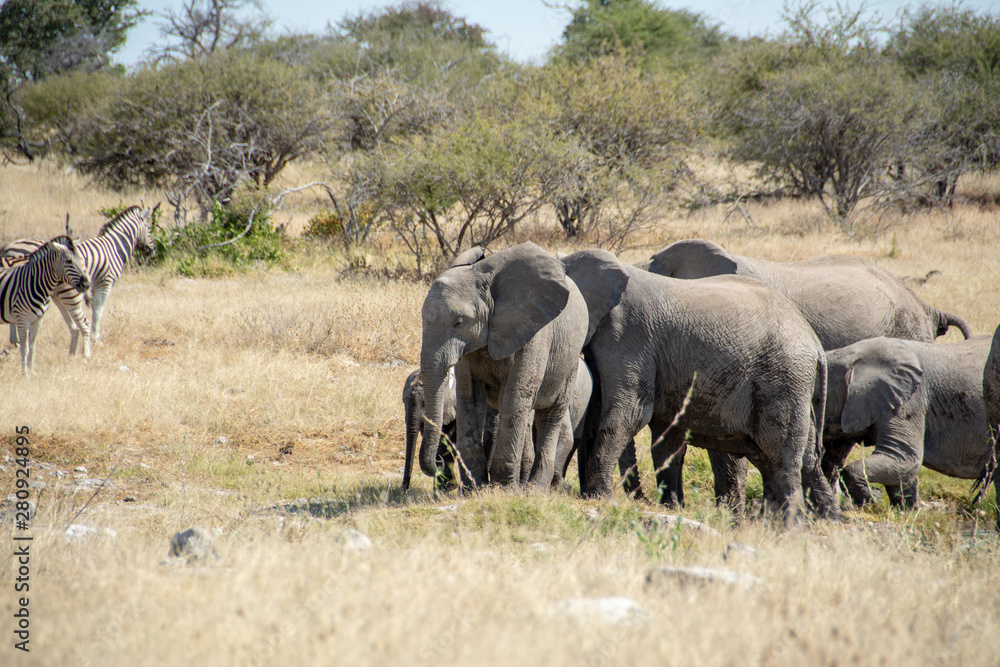 game safari im etosha nationalpark namibia game safari im etosha nationalpark namibia
