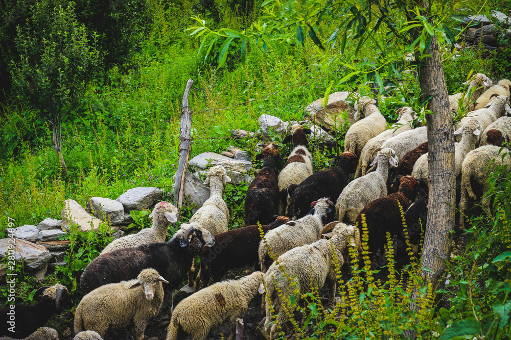 Obraz premium Himalayan Sheeps and Goats