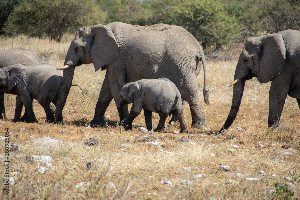 Fototapeta premium game safari im etosha nationalpark namibia