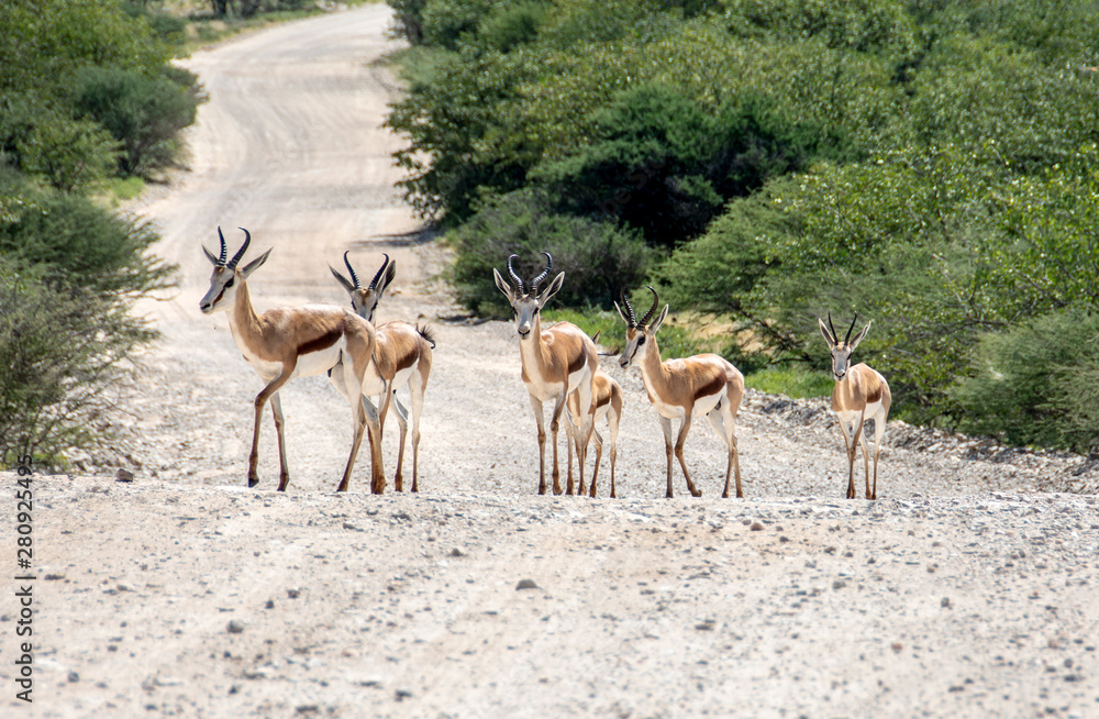 game safari im etosha nationalpark namibia game safari im etosha nationalpark namibia