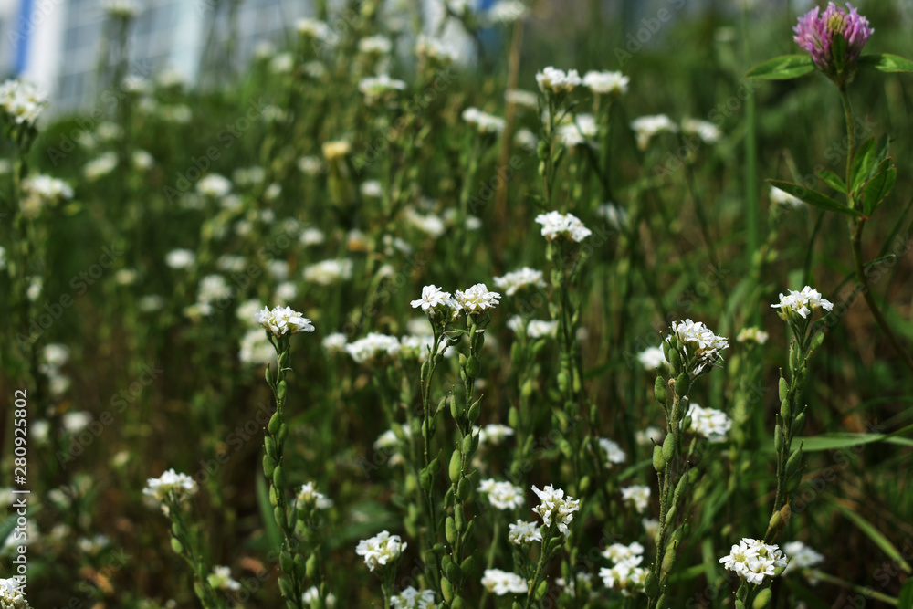 Fototapeta premium flower