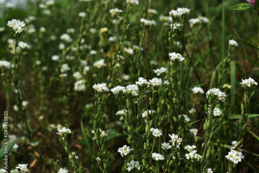 Fototapeta premium flower