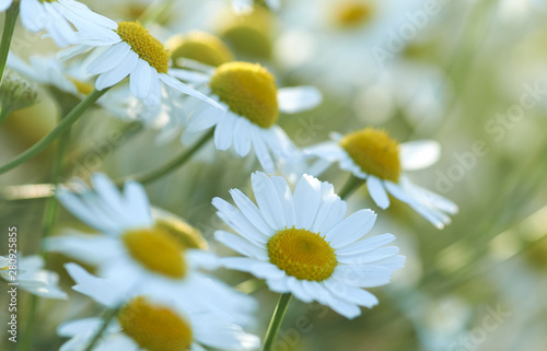 Nature background with wild flowers camomiles. Close up. 